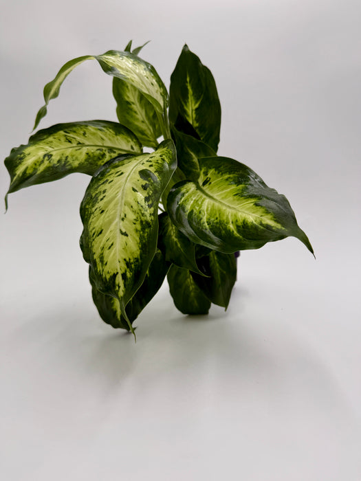 Dieffenbachia 'Carina'