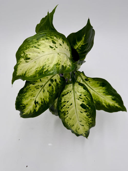 Dieffenbachia 'Carina'