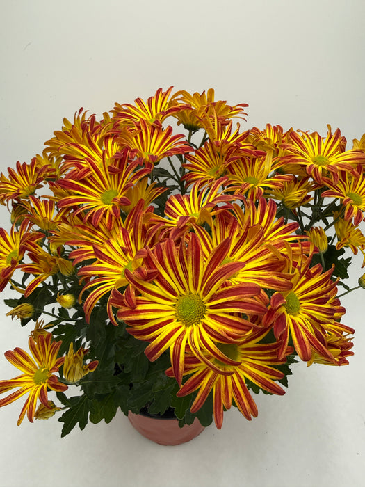 Mums (Chrysanthemum)