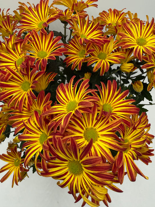 Mums (Chrysanthemum)
