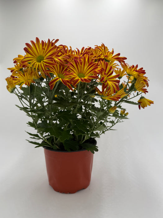 Mums (Chrysanthemum)