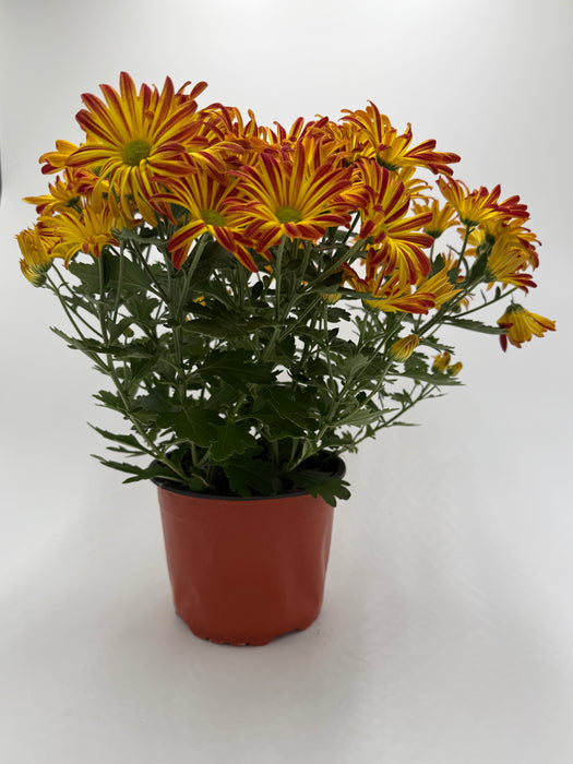 Mums (Chrysanthemum)