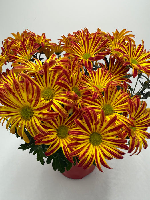 Mums (Chrysanthemum)