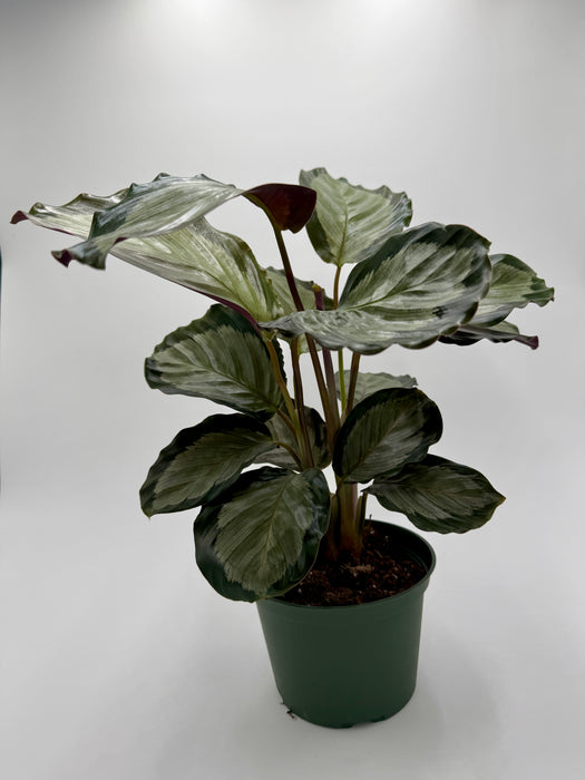 Calathea 'Northern Lights'
