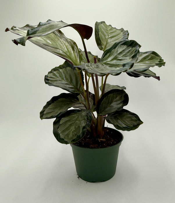 Calathea 'Northern Lights'