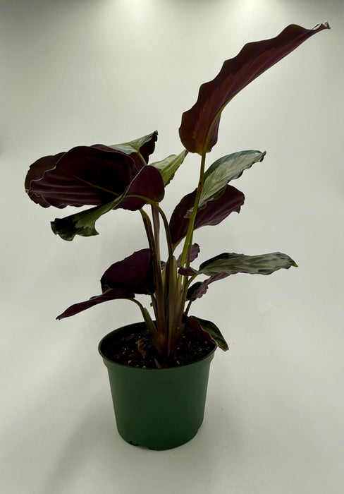 Calathea 'Northern Lights'