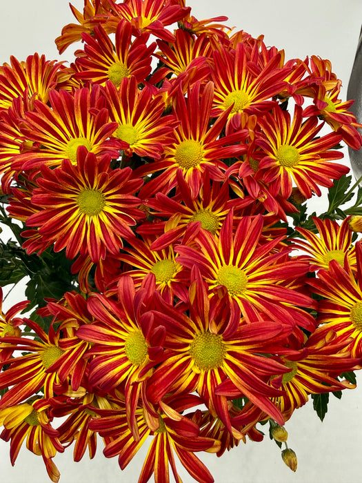 Mums (Chrysanthemum)