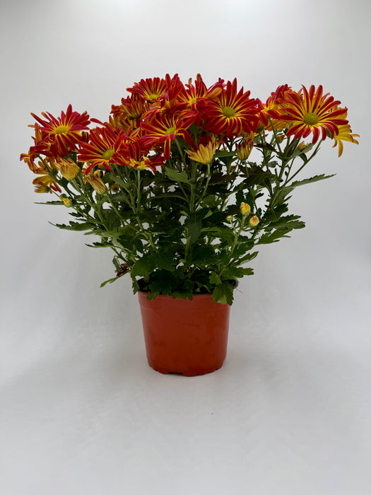 Mums (Chrysanthemum)
