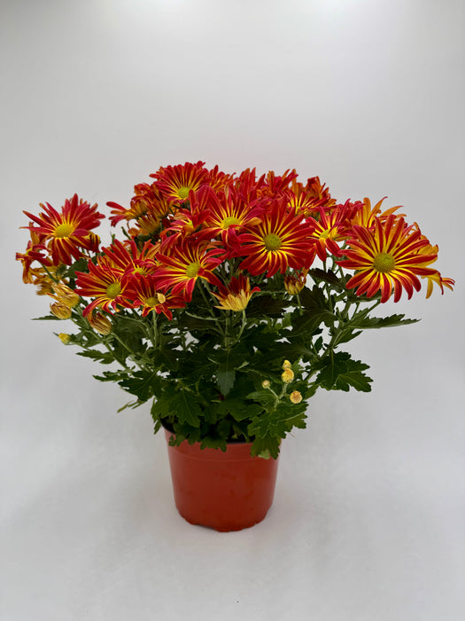Mums (Chrysanthemum)