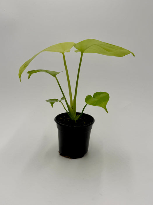 Monstera 'Super Golden'