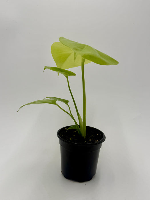 Monstera 'Super Golden'