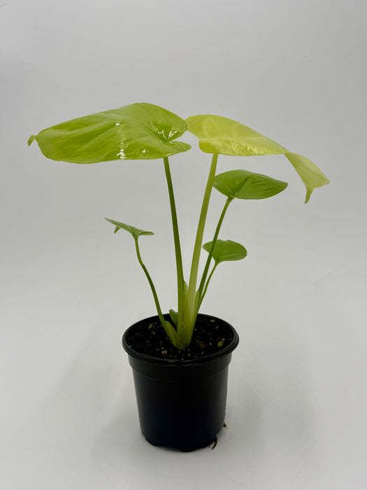 Monstera 'Super Golden'