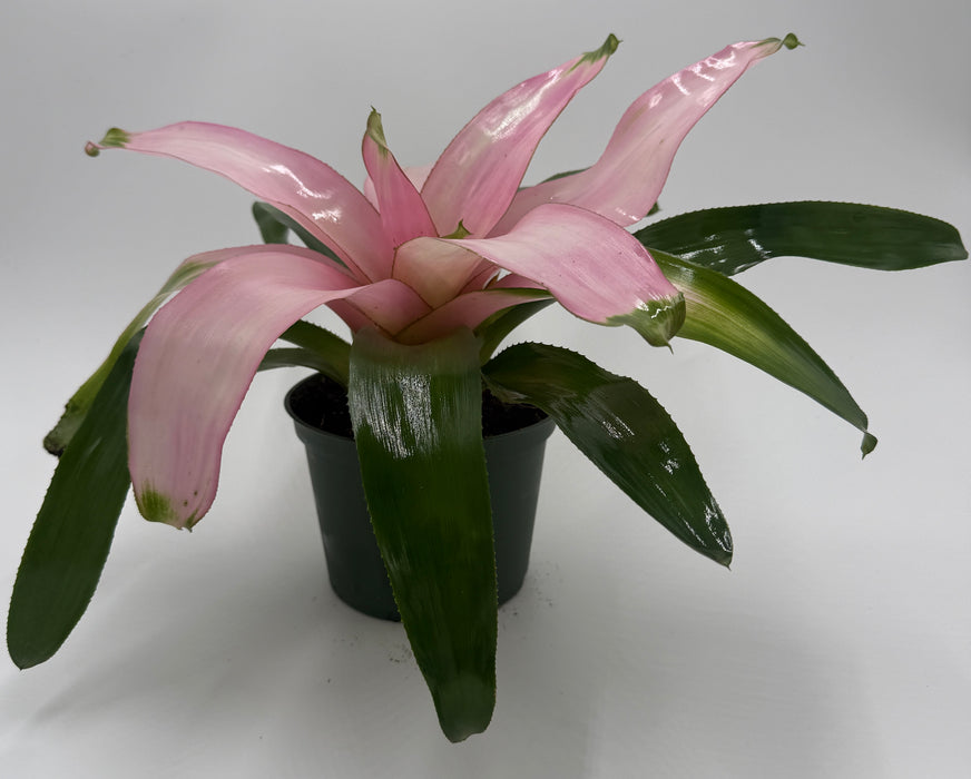 Bromeliad 'Cotton Candy'