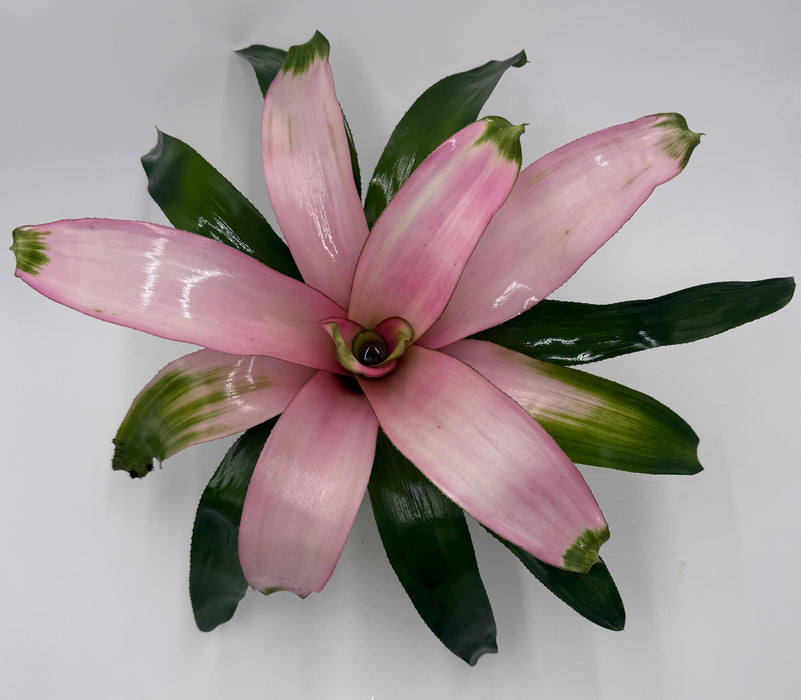 Bromeliad 'Cotton Candy'