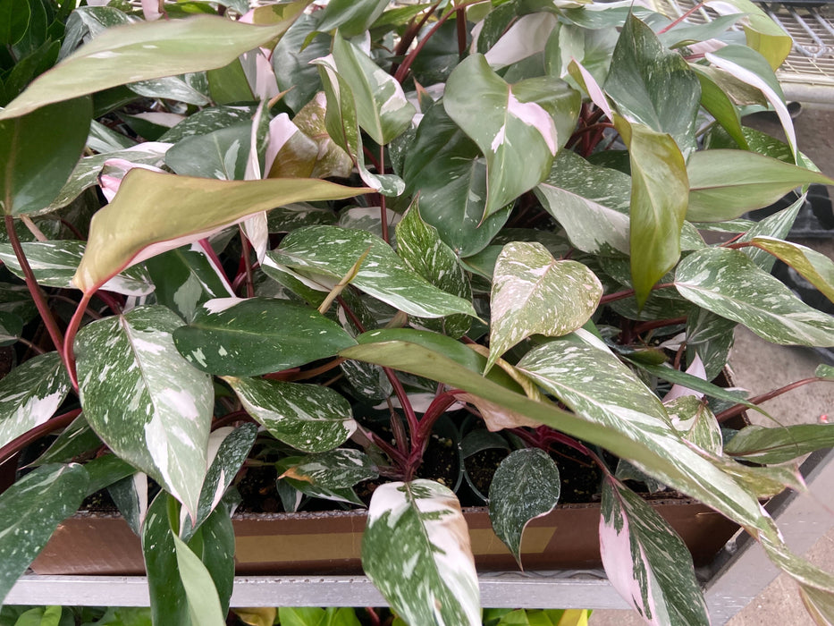 Philodendron 'Marble Pink Princess'