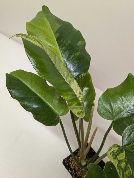 Philodendron 'Snowdrift'