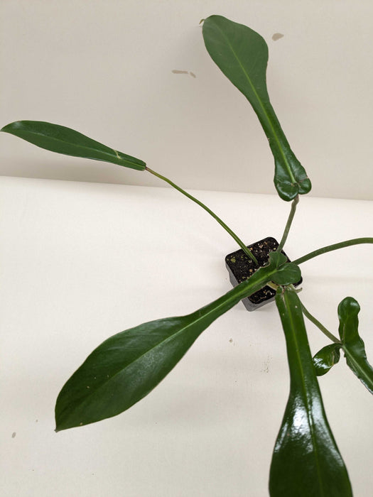 Philodendron 'Joepii'