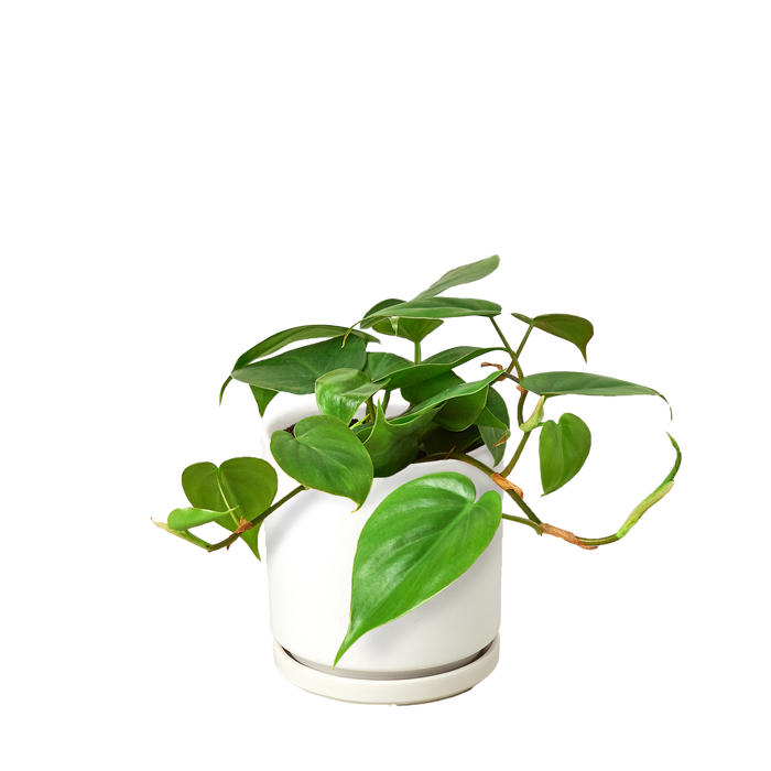 heart leaf.philodendron Philodendron Cordatum 'Heartleaf' | Indoor Plant | Tropical Plant | Potted Plant