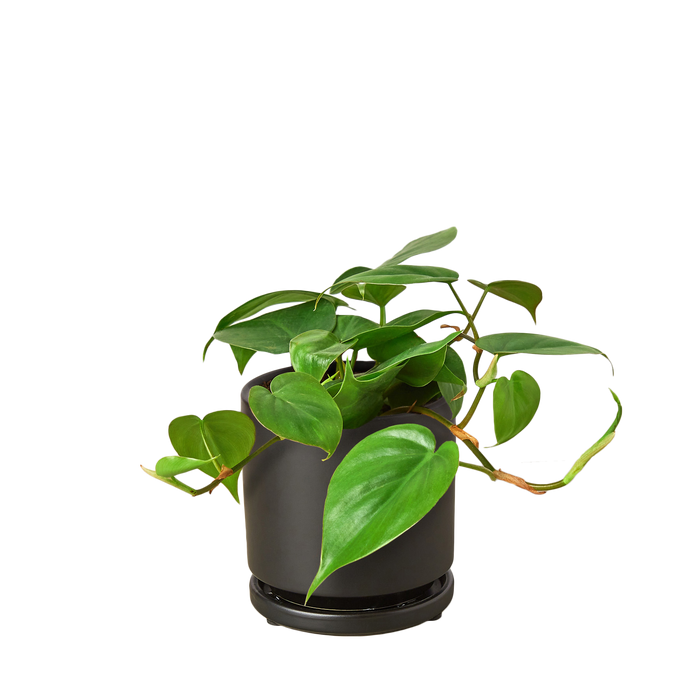 heart of the jungle indoor plant Philodendron Cordatum 'Heartleaf' | Indoor Plant | Tropical Plant | Potted Plant