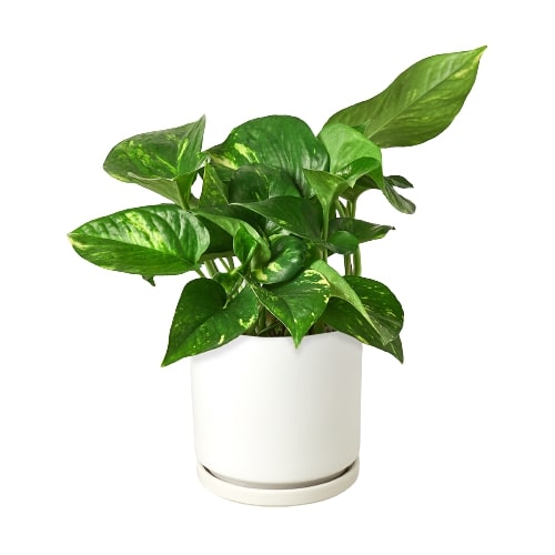 house plants golden pothos Pothos 'Golden' | Indoor Plant | Tropical Plant | Potted Plant