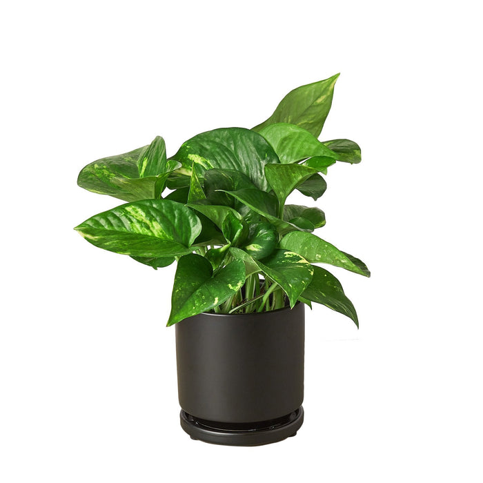 is golden pothos indoor plant Pothos 'Golden' | Indoor Plant | Tropical Plant | Potted Plant