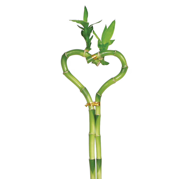 dracaena green heart Dracaena 'Lucky Bamboo' (Heart Shape) — House Plant Wholesale
