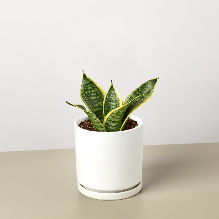 dwarf laurentii snake plant Snake Plant 'Laurentii Dwarf' | Indoor Plant | Tropical Plant | Potted Plant
