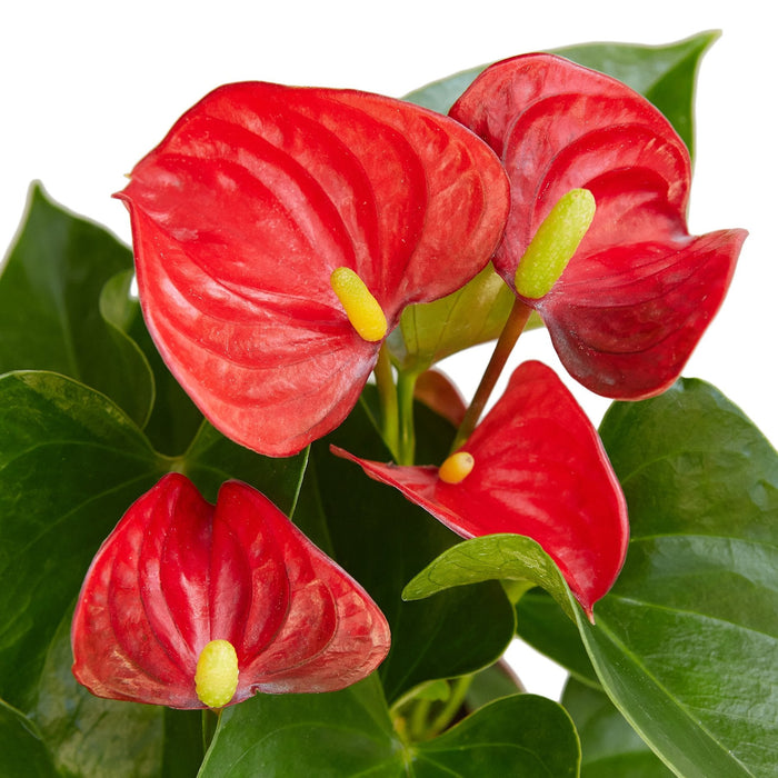 anthurium red sensation Anthurium 'Red' | Indoor Plant | Tropical Plant | Potted Plant