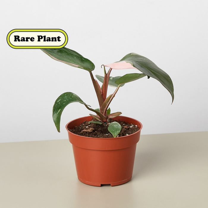 Rare Pre-Pack #1 | House Plant Wholesale Bundle