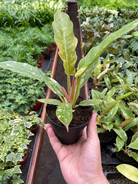 philodendron wendlandii 2 Philodendron 'Ring of Fire' | Indoor Plant | Tropical Plant