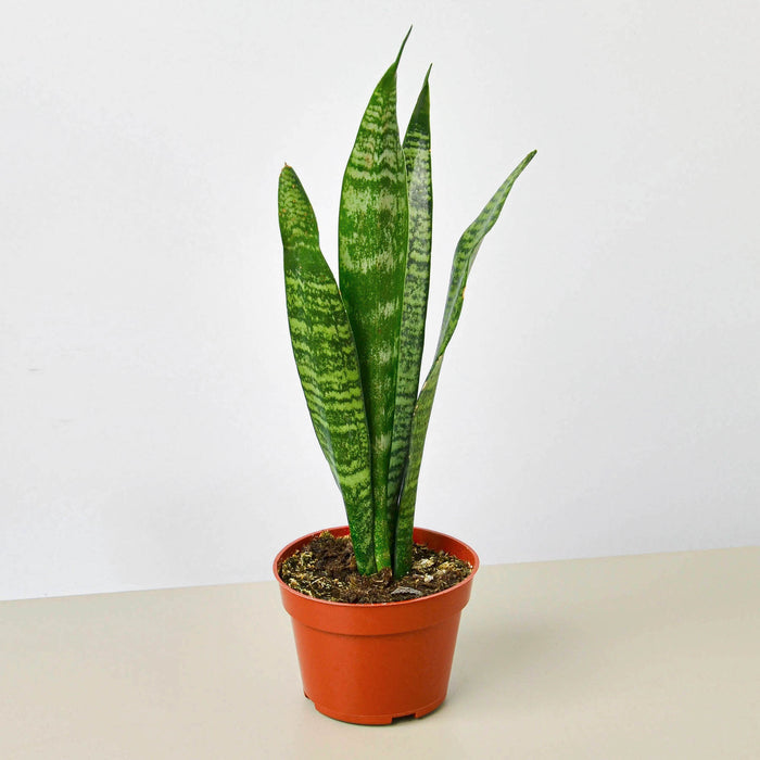 wholesale sansevieria Pre-Pack #1