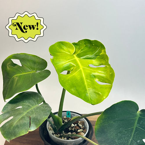 house plants wholesale Pre-Pack #4