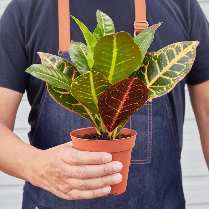 tropical house plants wholesale Pre-Pack #1