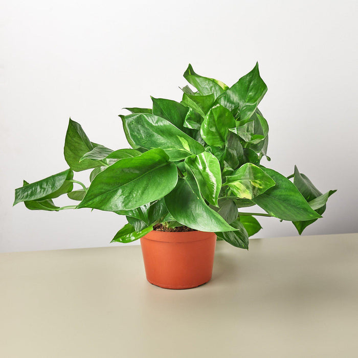 wholesale house plants Pre-Pack #1