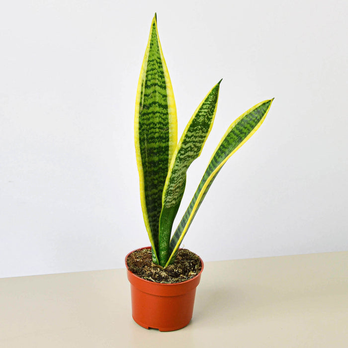 house plant distributor Pre-Pack #4