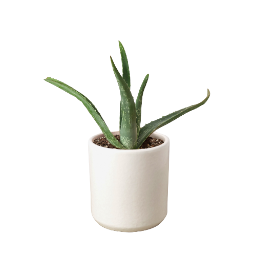 where can i sell aloe vera plants Aloe Vera | Indoor Plant | Tropical Plant | Potted Plant