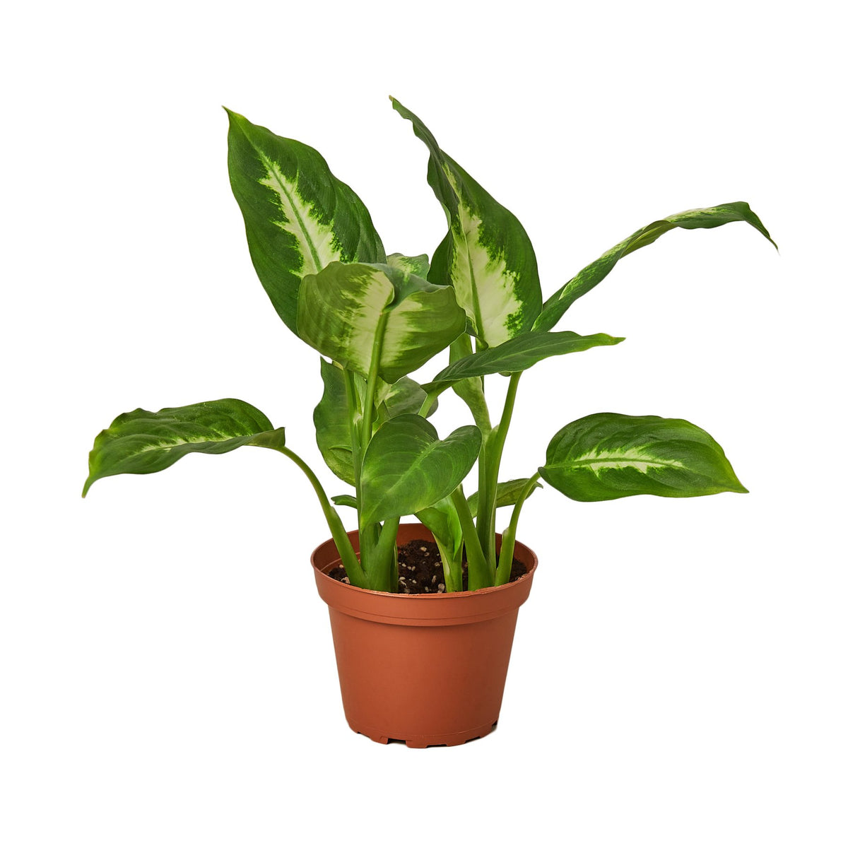 dieffenbachia camille lowes Dieffenbachia Camille | Dumb Cane
