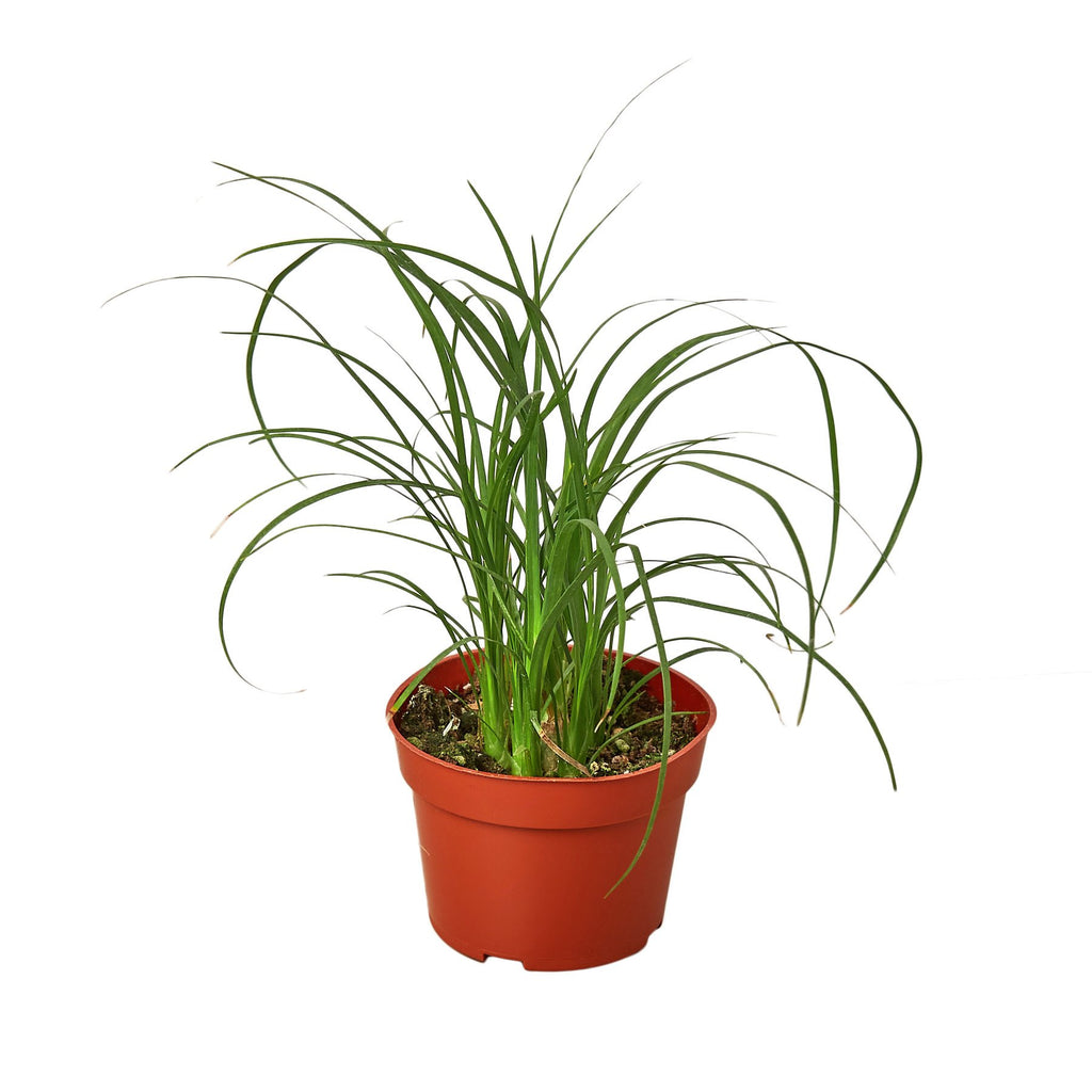 ponytail palm cost Palm Ponytail