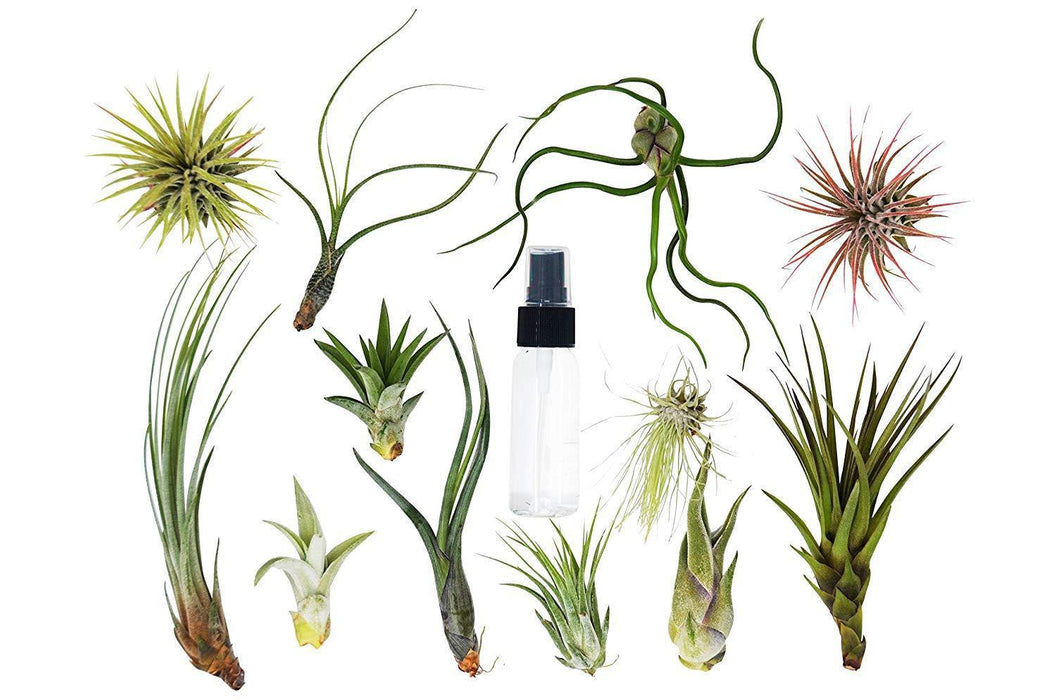 air plant spray bottle Tillandsia Air Plant Variety Pack w/ Spray Bottle | Indoor Plant | Tropical Plant | Potted Plant
