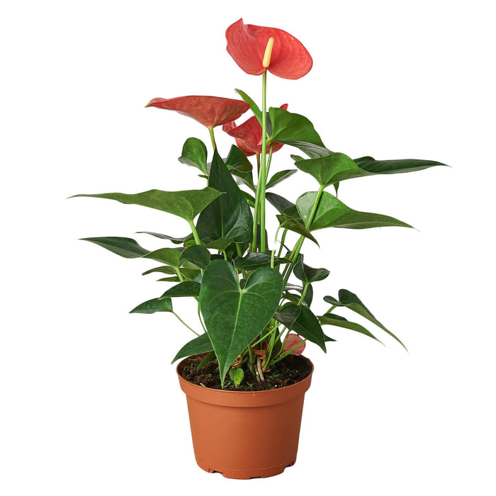 anthurium online shop Anthurium 'Pink'
