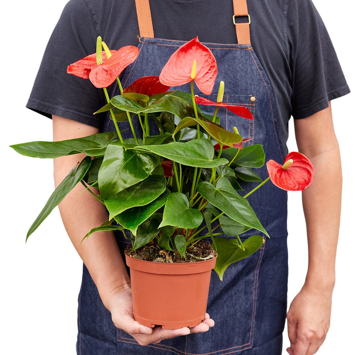 where to buy anthurium Anthurium 'Red' | Indoor Plant | Tropical Plant | Potted Plant