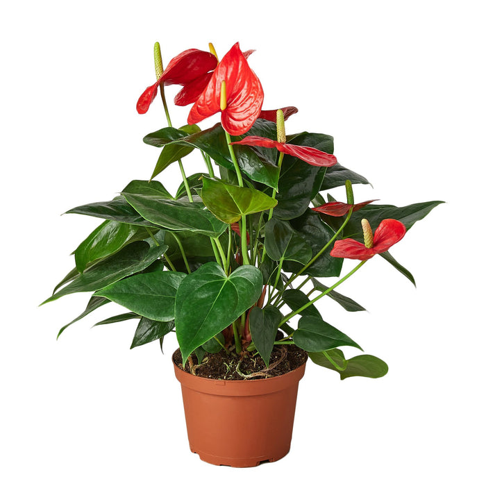 anthurium fire red tropical flower Anthurium 'Red' | Indoor Plant | Tropical Plant | Potted Plant