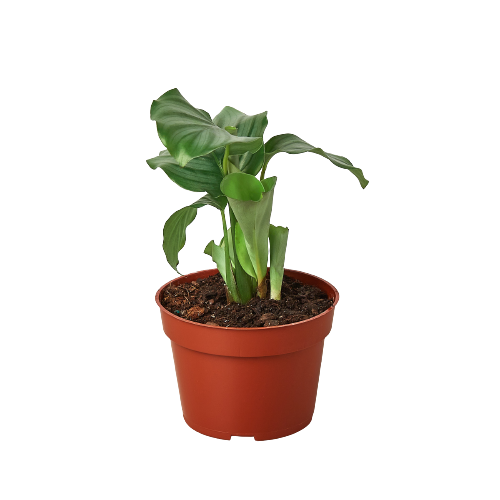 calathea orbifolia indoor plant Calathea 'Orbifolia'