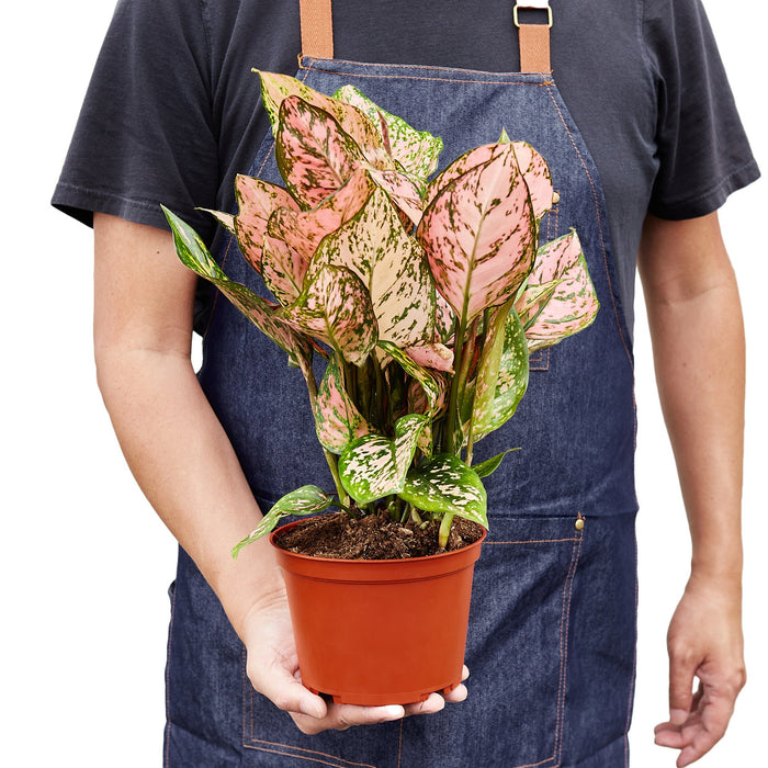 1 chinese evergreen aglaonema commutatum Chinese Evergreen 'Lady Valentine'