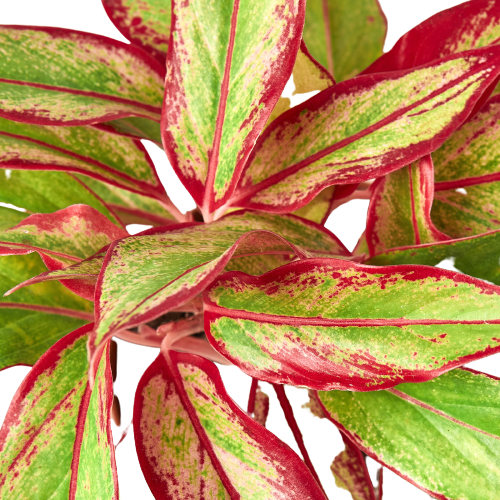 siam aglaonema chinese evergreen Chinese Evergreen 'Red Siam'