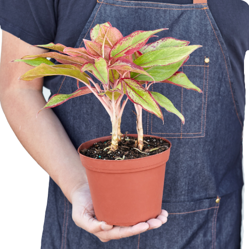 aglaonema red chinese Chinese Evergreen 'Red Siam'