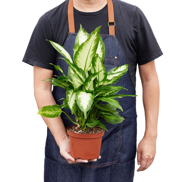 camilla's house of plants Dieffenbachia Camille | Dumb Cane