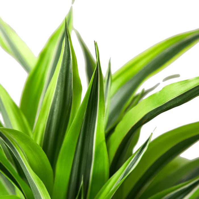 dracaena deremensis lemon surprise Dracaena Deremensis 'Lemon Surprise'