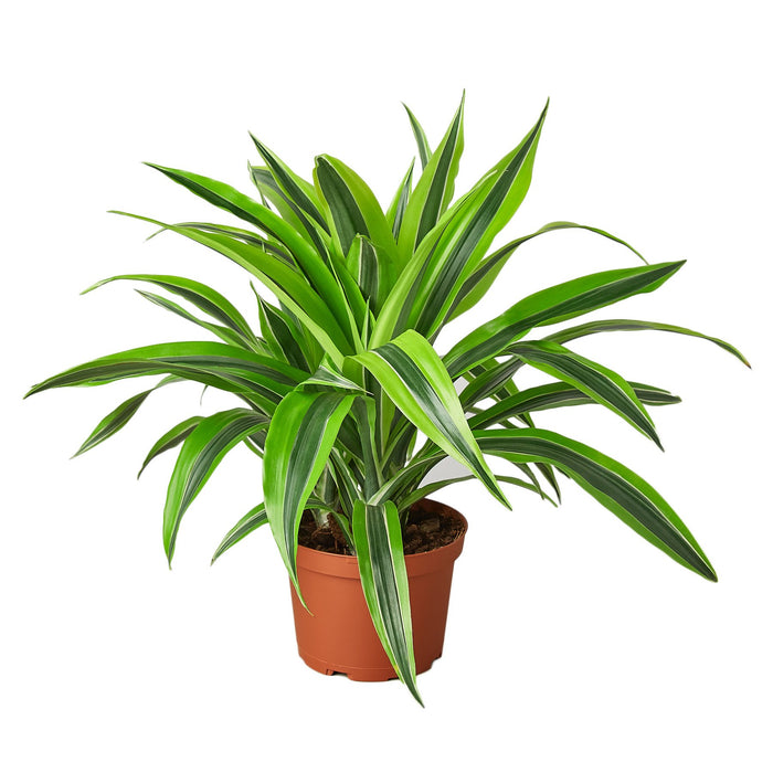 houseplant dracaena identification Dracaena Deremensis 'Lemon Surprise'