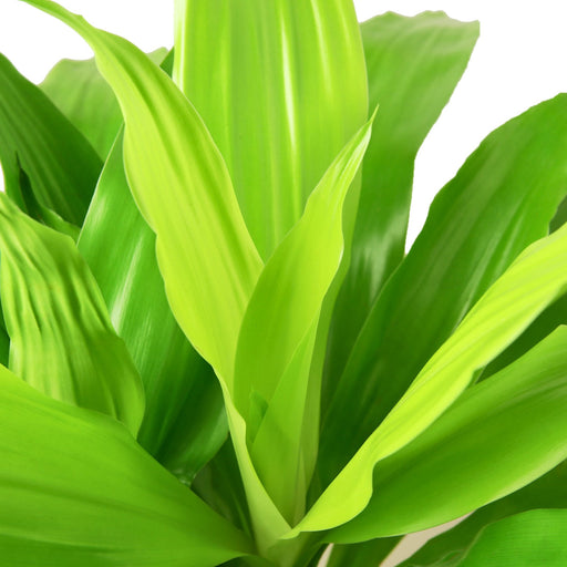 dracaena lily Dracaena 'Lime Light' | Indoor Plant | Tropical Plant | Potted Plant